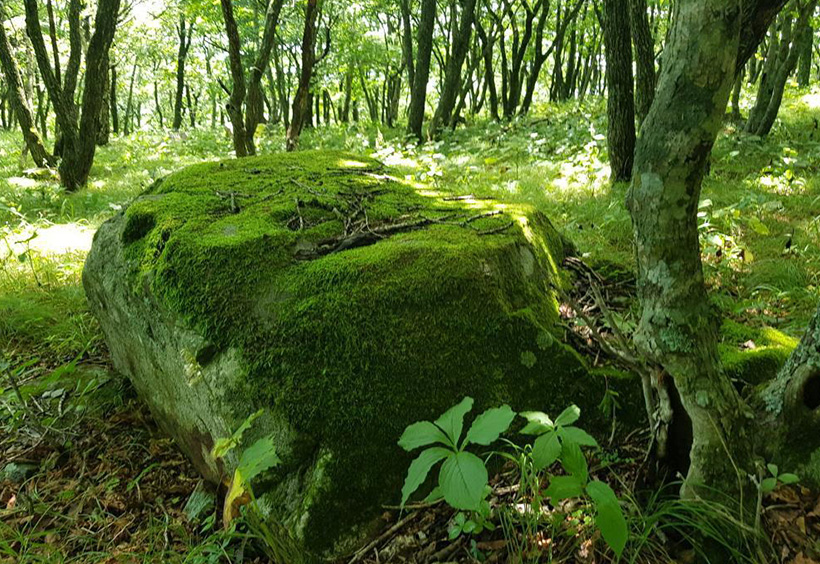 森の中の苔に覆われた岩