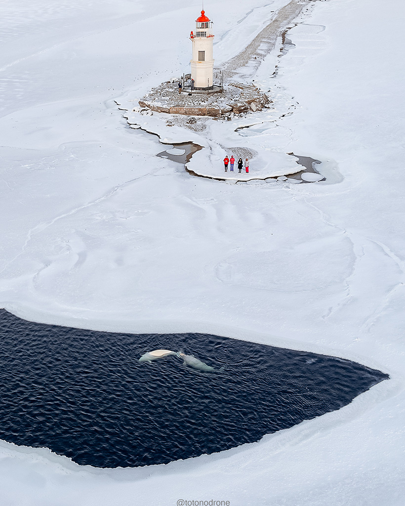 海の氷の合間から姿を現したシロイルカ