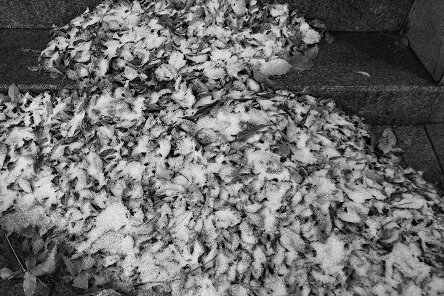雪を被った落葉